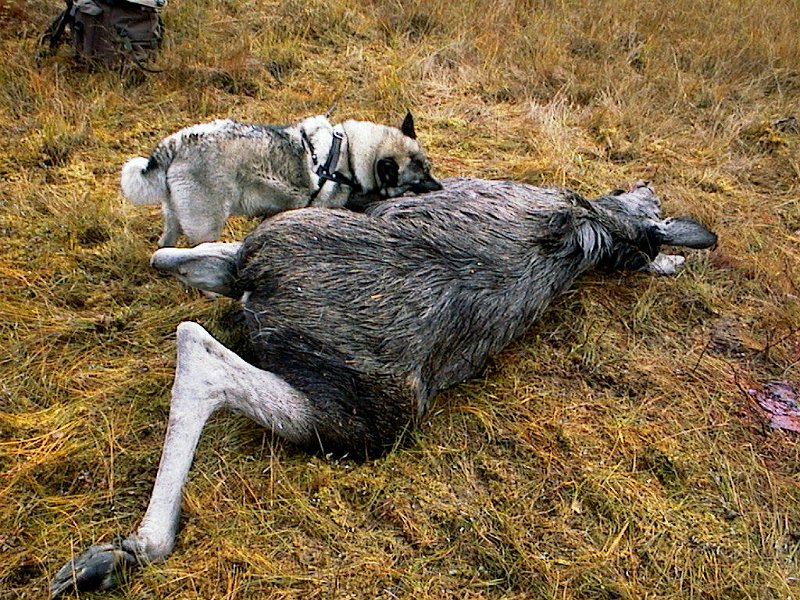 2004 Kvige Stakkjolen_2.jpg - Dixi buster litt på kviga